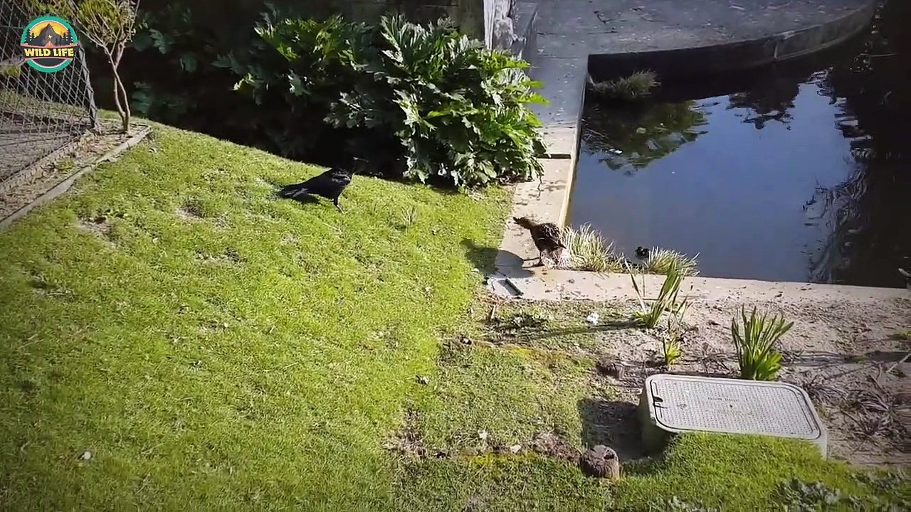 Birds Protecting Their Offspring From Predators