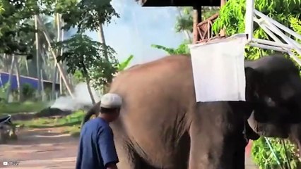 Moments of Animal Genius That Will Amaze You