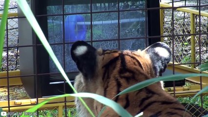 Animals Watching Tv Caught On Camera