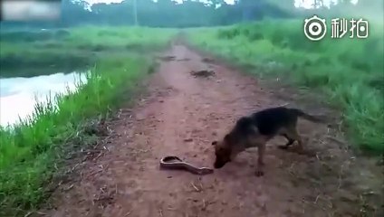 Elektrikli yılan balığını ısıran köpeğe bakın ne oldu