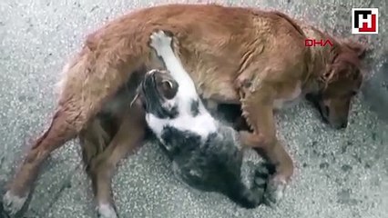 Aç kalan yavru kediyi sokak köpeği böyle emzirdi...