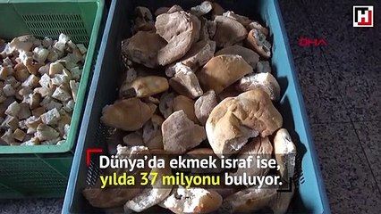 Türkiye'de 4.9 milyon ekmek israf oluyor