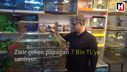 Zikir çeken papağan 7 Bin TL'ye satılıyor