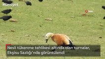 Nesli tükenme tehlikesi altında olan turnalar böyle görüntülendi