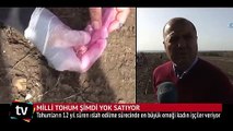 Tekirdağ'daki milli tohum yok satıyor