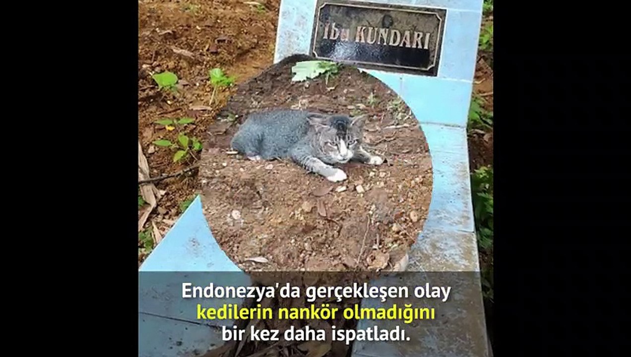 Vefalı kedinin görüntüleri izleyenleri duygulandırdı