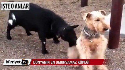 Dünyanın en umursamaz köpeği