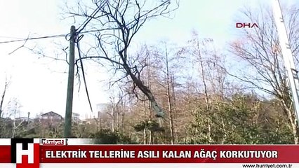 RİZE'DE ELEKTRİK TELLERİNE ASILI KALAN AĞAÇ KORKUTUYOR