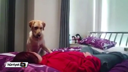 İnanılmaz an! Nöbet geçiren sahibinin hayatını yalayarak kurtardı