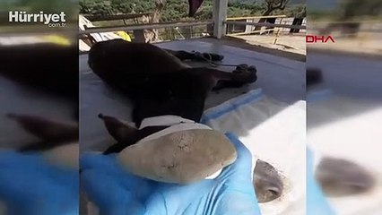 Tümörü olduğu sanılan eşeğin yüzünden tükürük bezi taşı çıktı