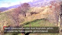 Nesli tükenmekte olan kızıl kuyruklu şahin, Erzincan'da fotokapanla görüntülendi