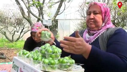 Hasadı başlayan eriğin kilogramı 250 liradan alıcı buluyor