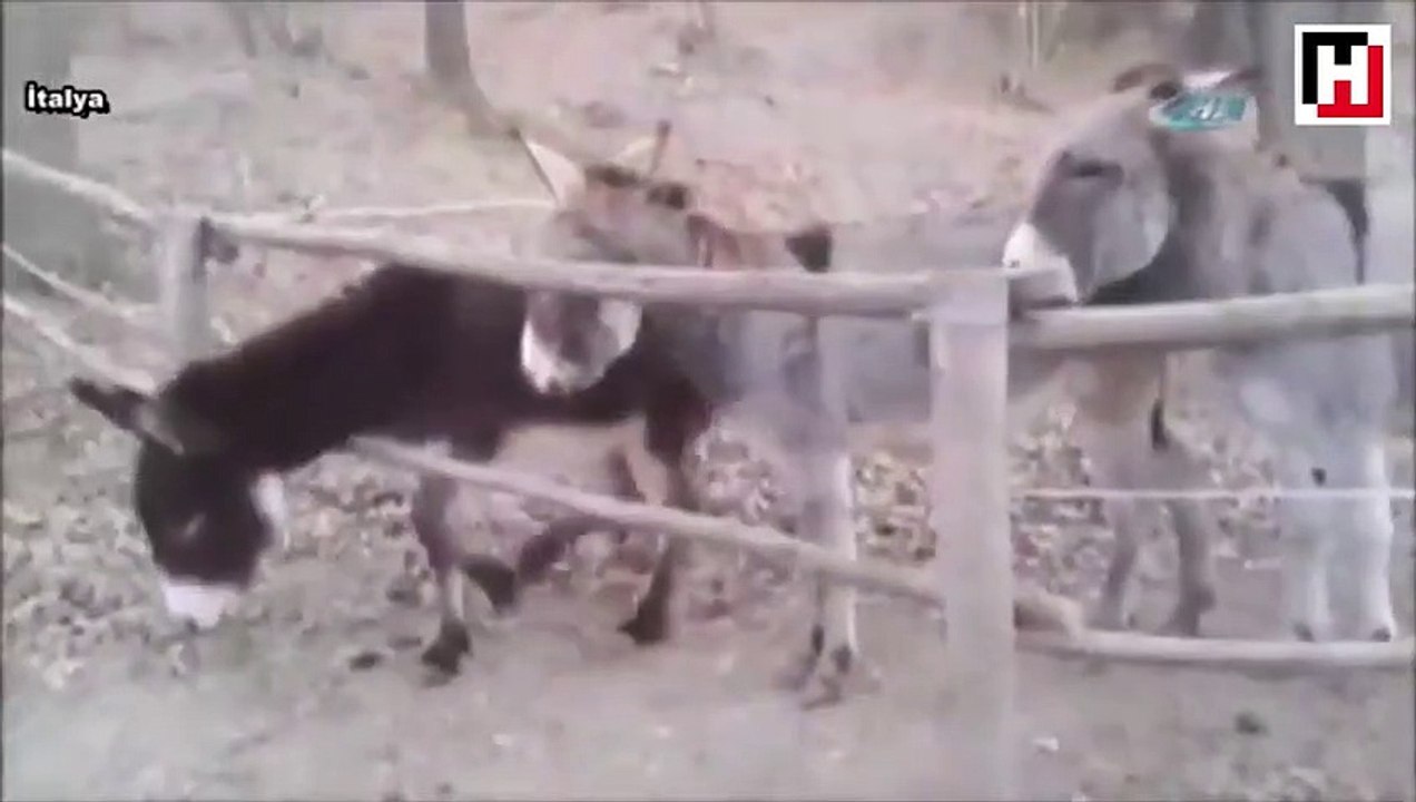 Eşek deyip geçme!