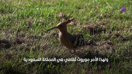 طائر الهدهد يظهر في السعودية