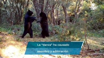 Abren pista, captan a 2 osos "bailando" en Sierra de Zapalinamé en Saltillo