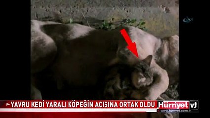YAVRU KEDİDEN İNSANLIK DERSİ