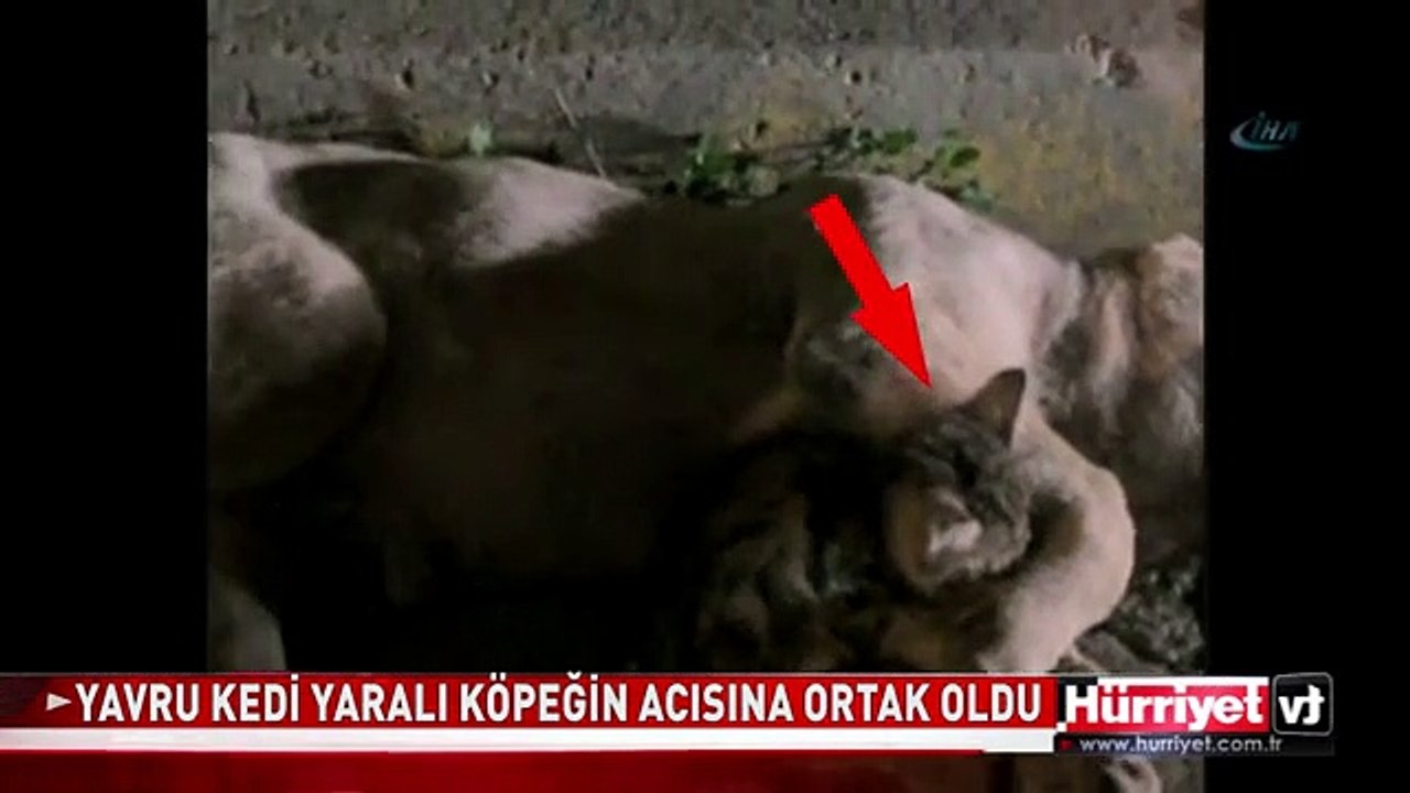 YAVRU KEDİDEN İNSANLIK DERSİ