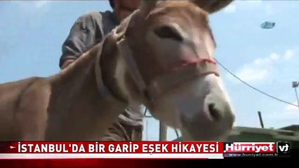 İSTANBUL'DA BİR GARİP EŞEK HİKAYESİ