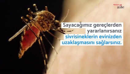 Sivrisinekleri evden uzak tutmanın yolları