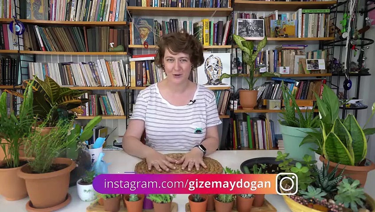 Sukulent nedir? Özellikleri nelerdir?