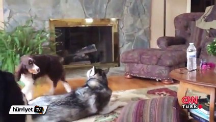 Köpeklerin toplu uluma yarışı