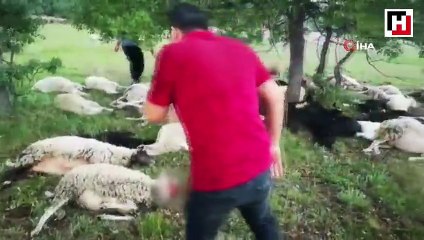 Eskişehir’de 55 koyun yıldırım sebebiyle telef oldu