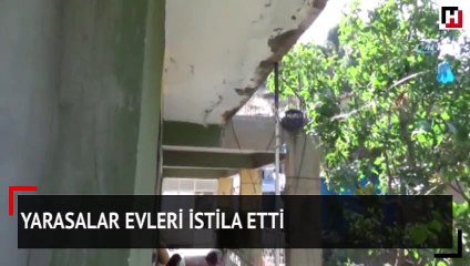 Yarasalar evleri istila etti