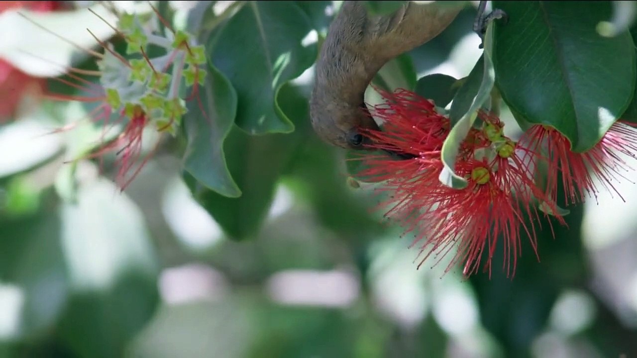 Australiens geheime Inseln Staffel 1 Folge 4 HD Deutsch