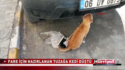 FARE İÇİN HAZIRLANAN TUZAĞA KEDİ DÜŞTÜ