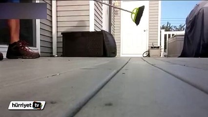 Rakun ev sahibine saldırdı