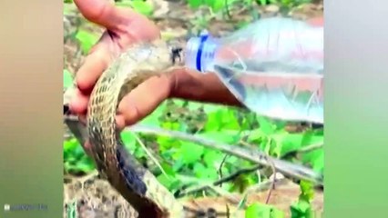 Thirsty Animals Asking People For Water