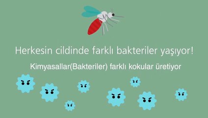 Sivrisinekler neden bazılarımızı daha çok ısırır?