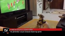 Fenerbahçeli Kjaer'in golüyle coşan köpek!