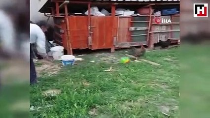 Futbol tutkunu horoz