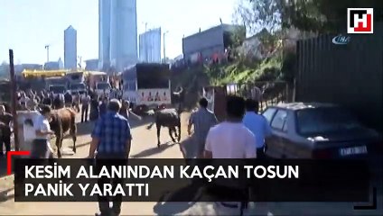 Kurban kesim alanından kaçan tosun paniğe neden oldu