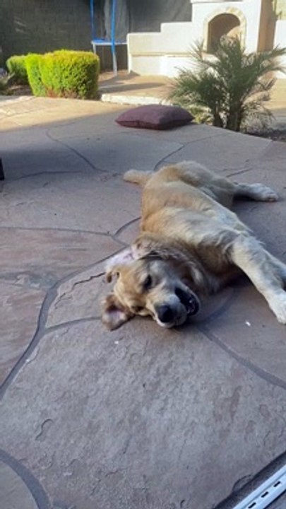 Golden Retriever Plays Catch With Herself