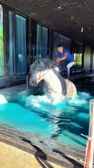 Animals transformation  - animals grow up