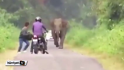 Kızgın fil yoluna çıkan iki kişiyi kovalıyor
