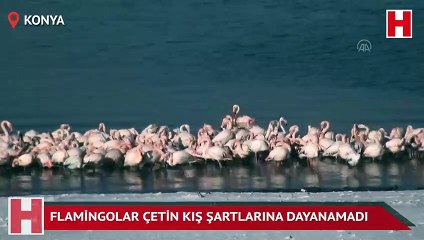 Flamingolar çetin kış şartlarına dayanamadı