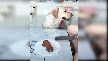 Dog Reaction to Cutting Cake - Funny Dog Cake Reaction Compilation part 3