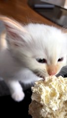 Kitten Crying for Whipped Cream