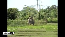 Kaplan fil üzerindeki avcıya böyle saldırdı
