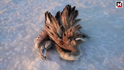 Tuz Gölü'nde yavru flamingo ölümleri