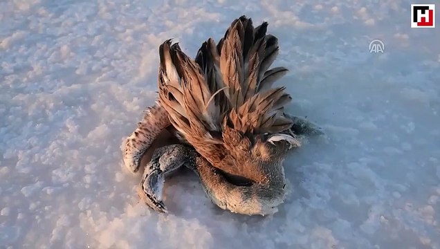 Tuz Gölü'nde yavru flamingo ölümleri