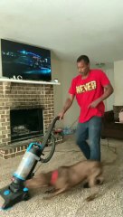 Pitbull Fights the Vacuum