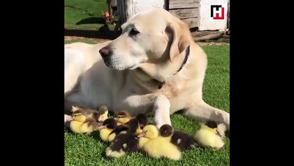 İngiltere onu konuşuyor: Ördekleri evlat edindi!