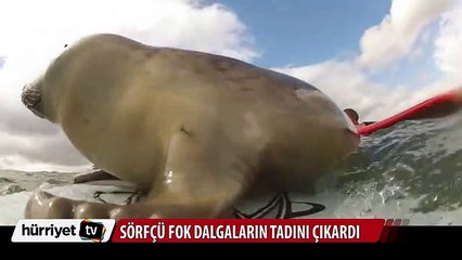 Sörfçü fok görenleri şaşırttı