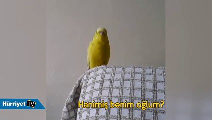 Kuş demeye bin şahit ister