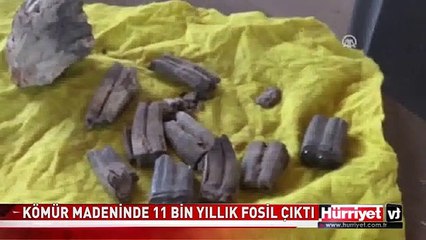 SAMSUN'DA 11 BİN YILLIK FOSİL BULUNDU