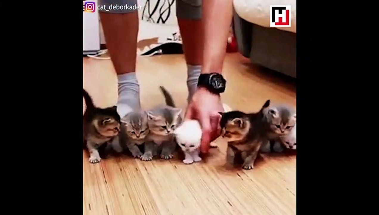 Yavru kedilerle fotoğraf çektirmek isteyen adamın dramı!